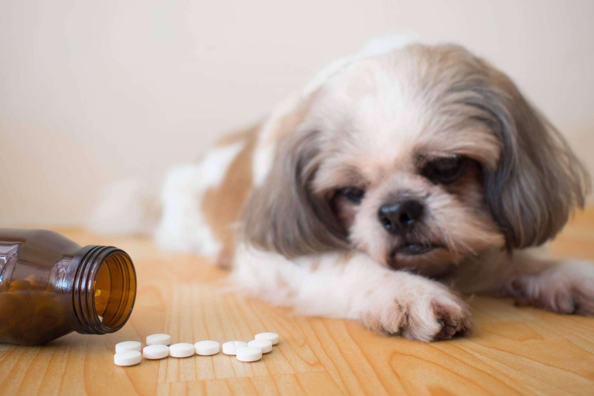 Mediterranean Superfoods: ¿Cuáles son los beneficios de los suplementos para mascotas?