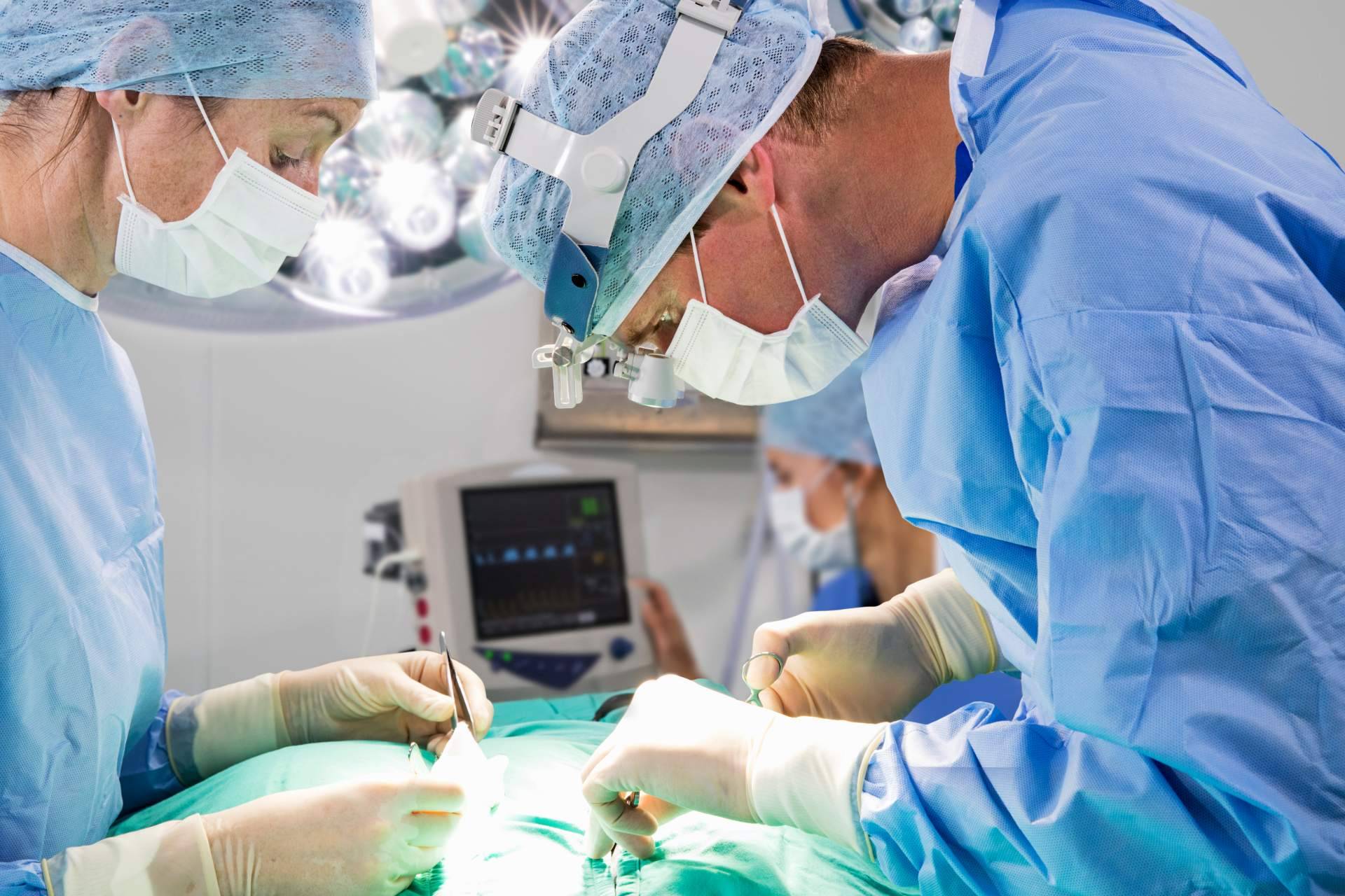 Miwuki ofrece seguros veterinarios