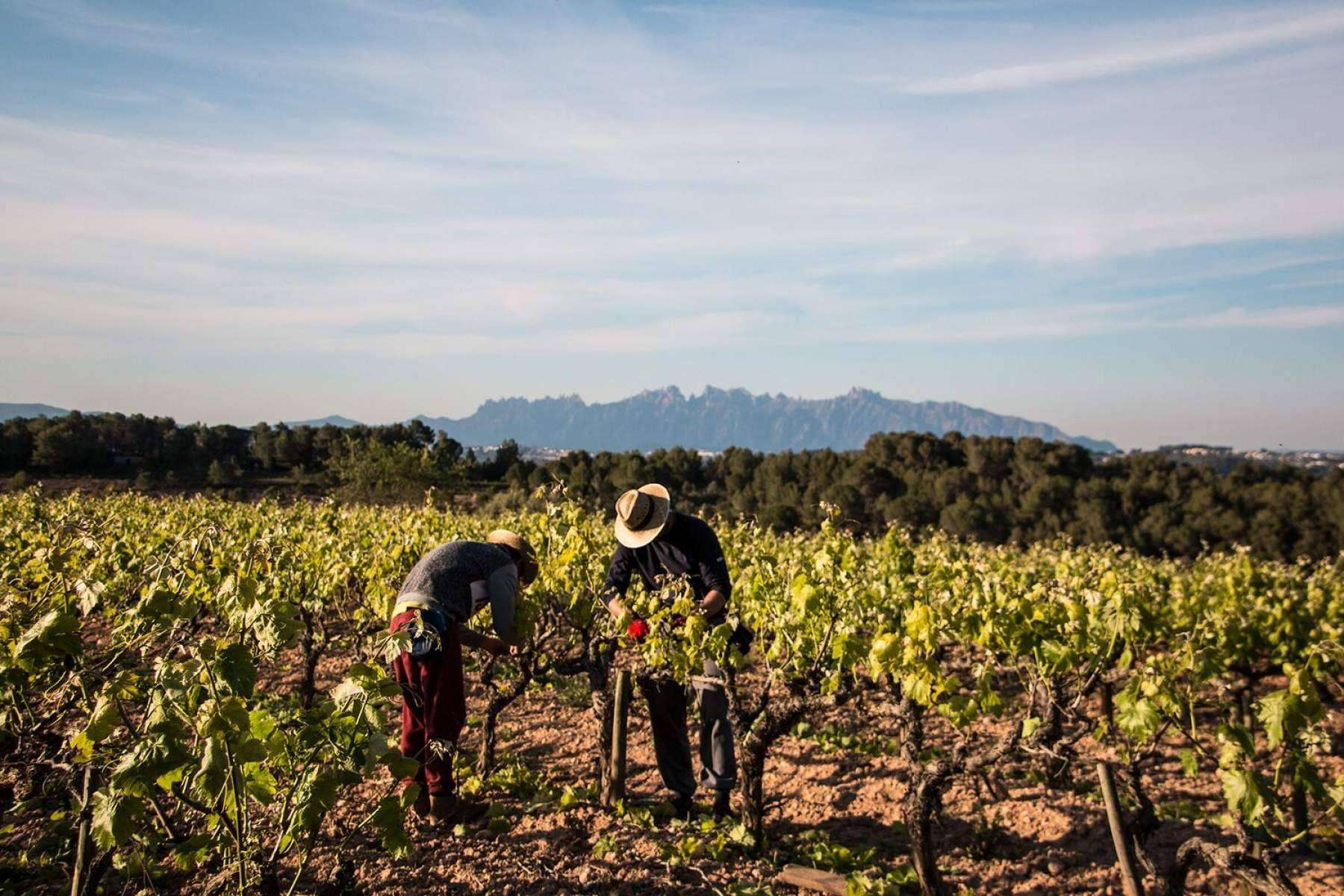 Naturelovers Wines ofrece la oportunidad de disfrutar y dejarse sorprender de un cava o un vino