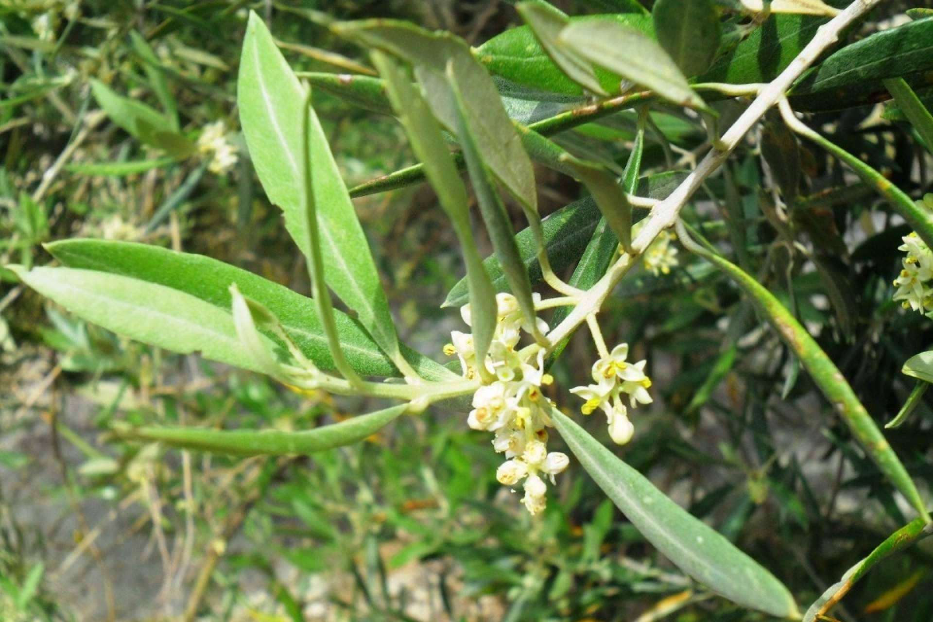 Todo sobre la floración del olivo