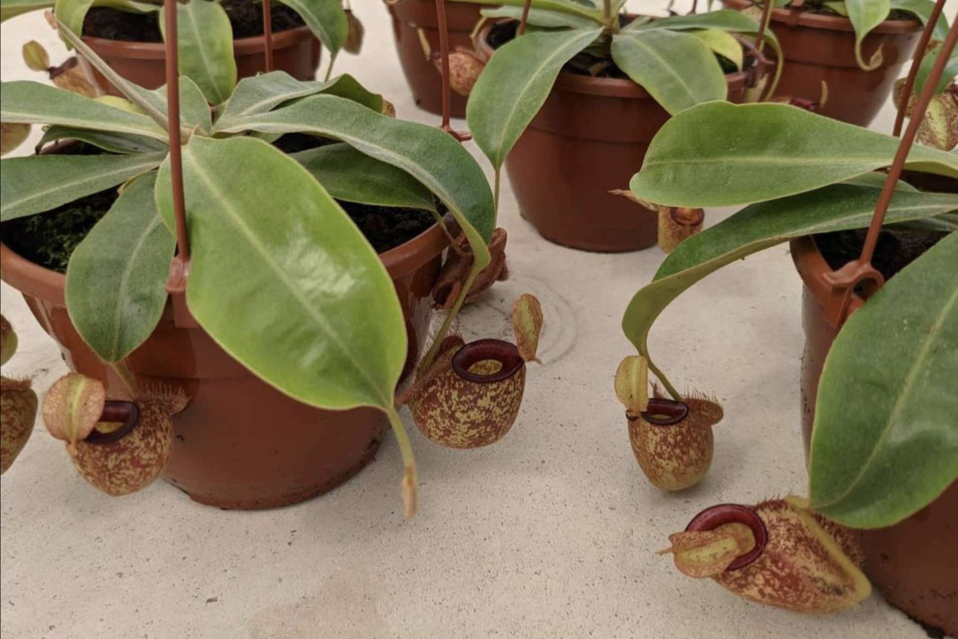 Regalar un pack de plantas carnívoras en Navidad