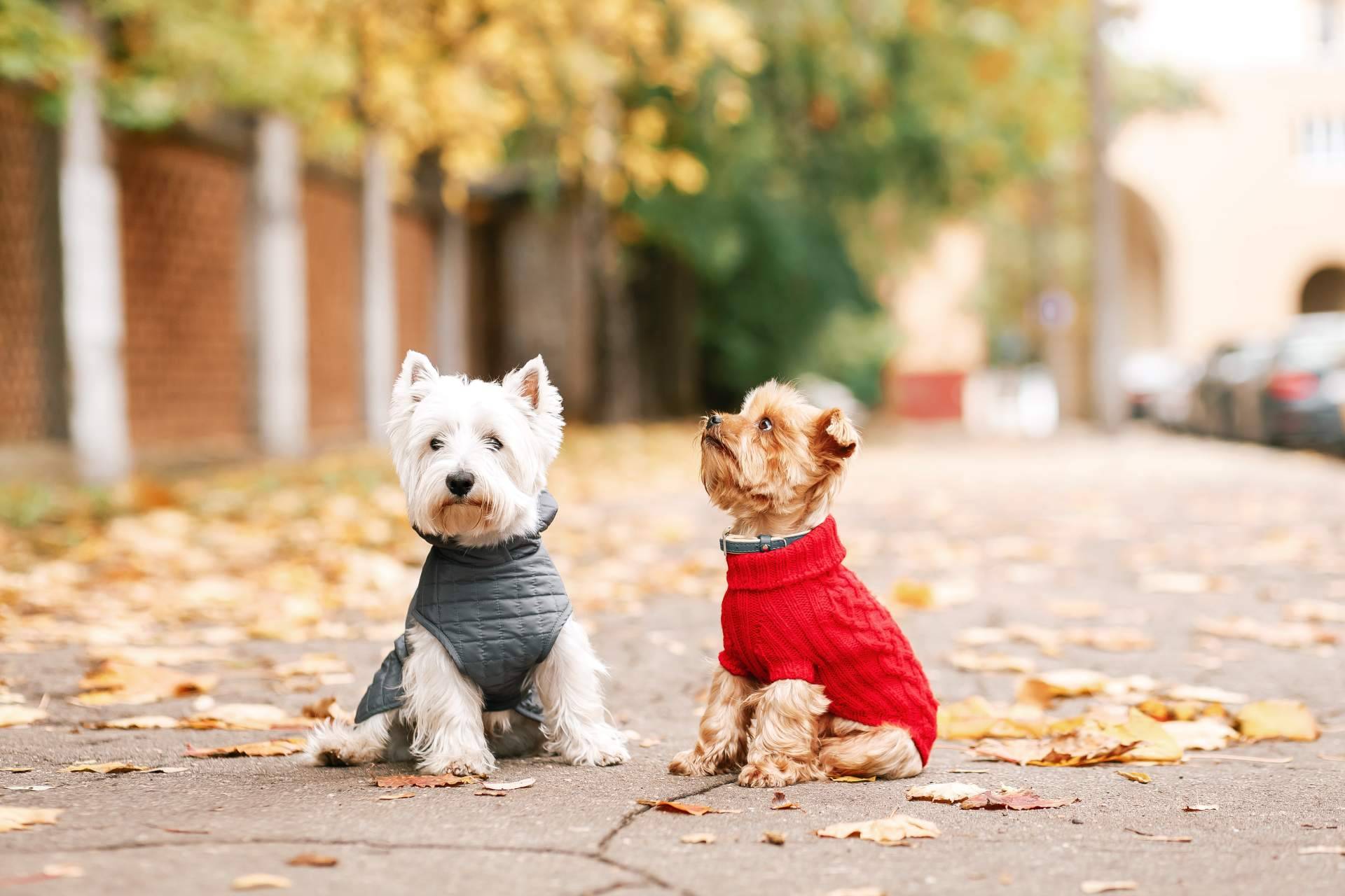 Ropa para perros; beneficios y consideraciones para la salud de la mascota