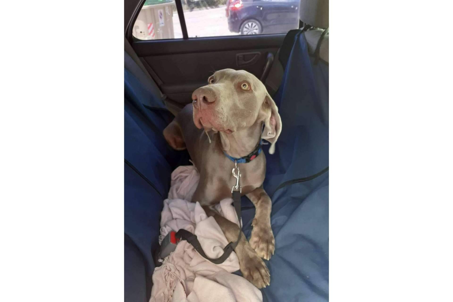 Servicios de transporte de mascotas con Chofer Mascota