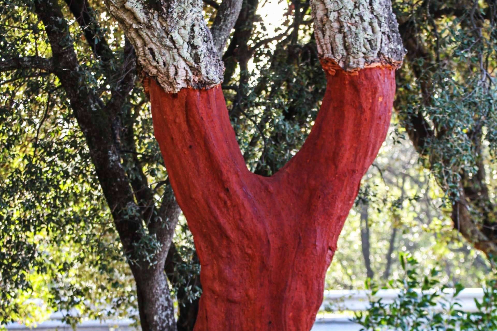 La importancia de optar por materiales ecológicos, con KliuCork®