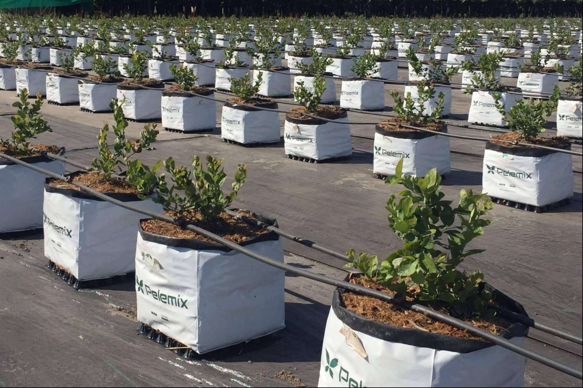 ¿Cuáles son los últimos avances en el cultivo de frutas blandas? Las soluciones Open Tops de Pelemix