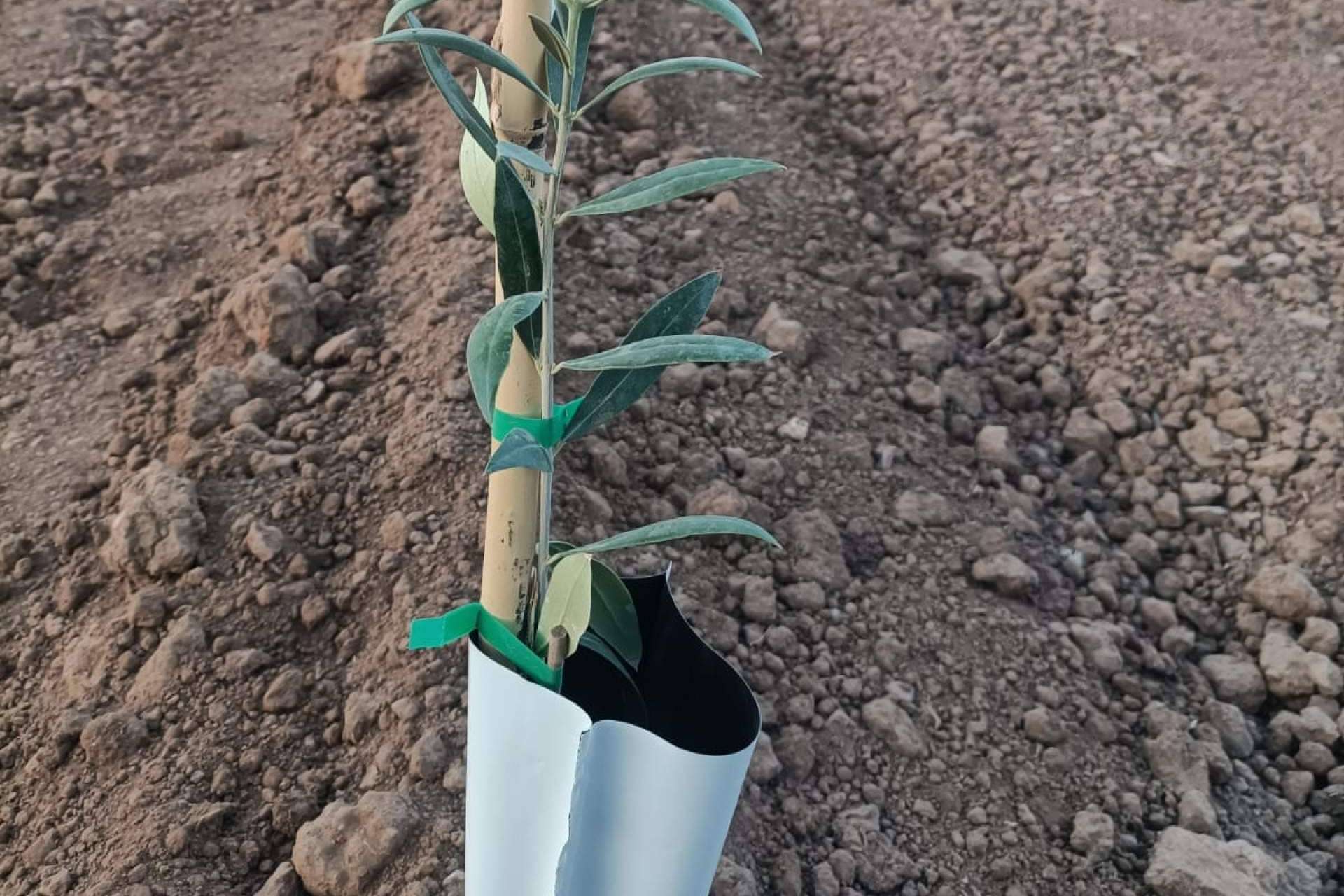 ¿Es rentable modernizar un olivar tradicional con tecnología mecanizada de plantación en seto?